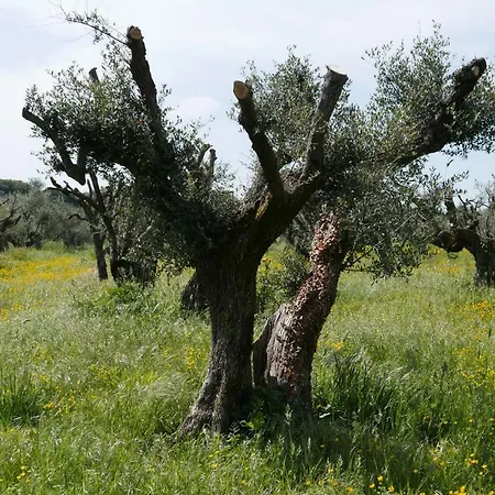 Cavalletti Alloggio per agriturismo *