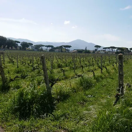 Cavalletti *