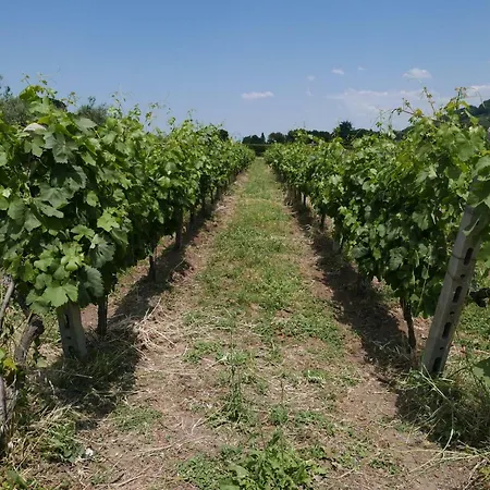 Alloggio per agriturismo Cavalletti Grottaferrata