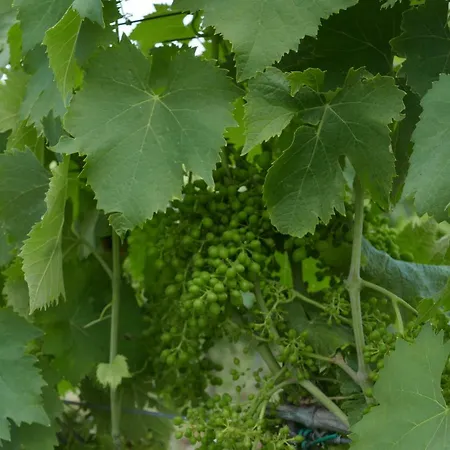 בית חווה Cavalletti *